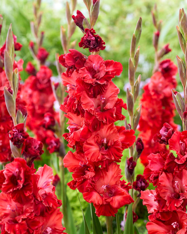 Gladiolus 'Velvet Raspberry'