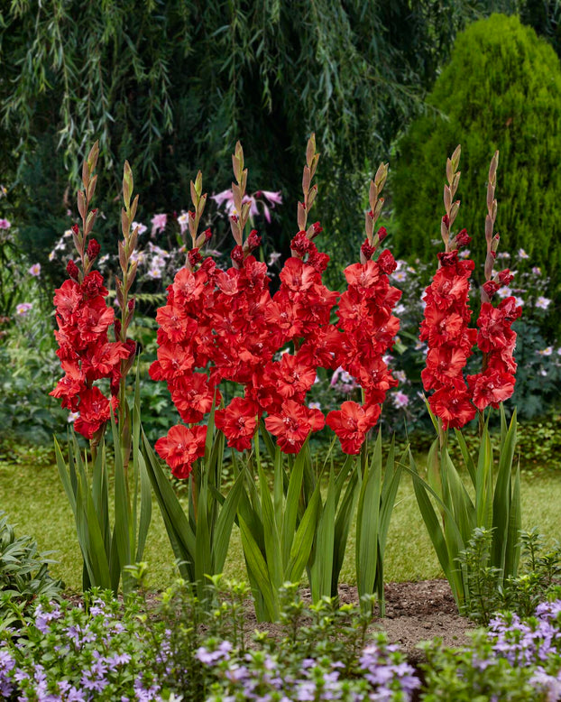Gladiolus 'Velvet Raspberry'