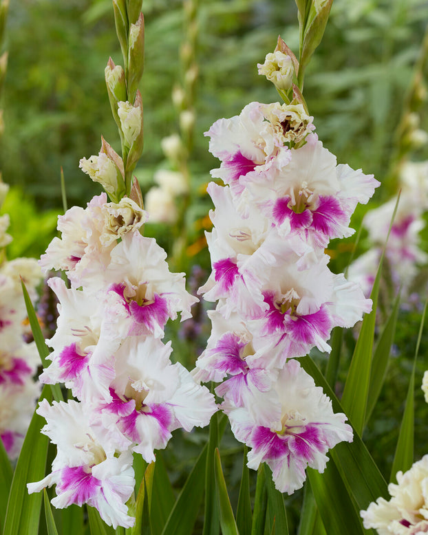 Gladiolus 'Violet Heart'