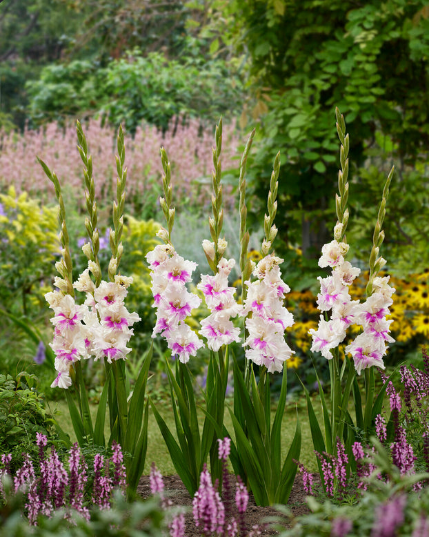 Gladiolus 'Violet Heart'