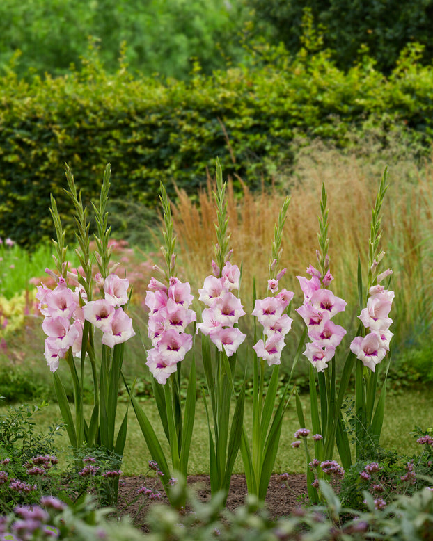 Gladiolus 'Violet Heart'