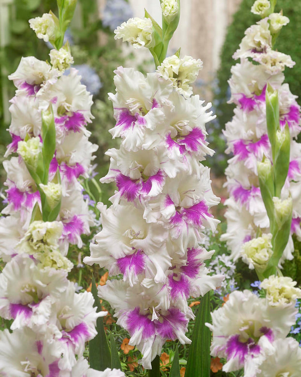 Gladiolus 'Violet Heart'