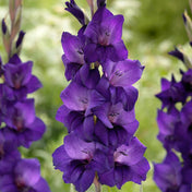 Gladiolus