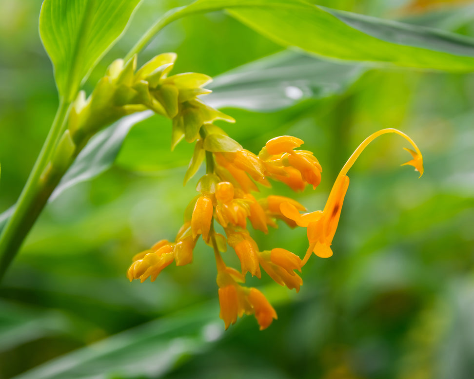 Globba 'Dancing Ladies'