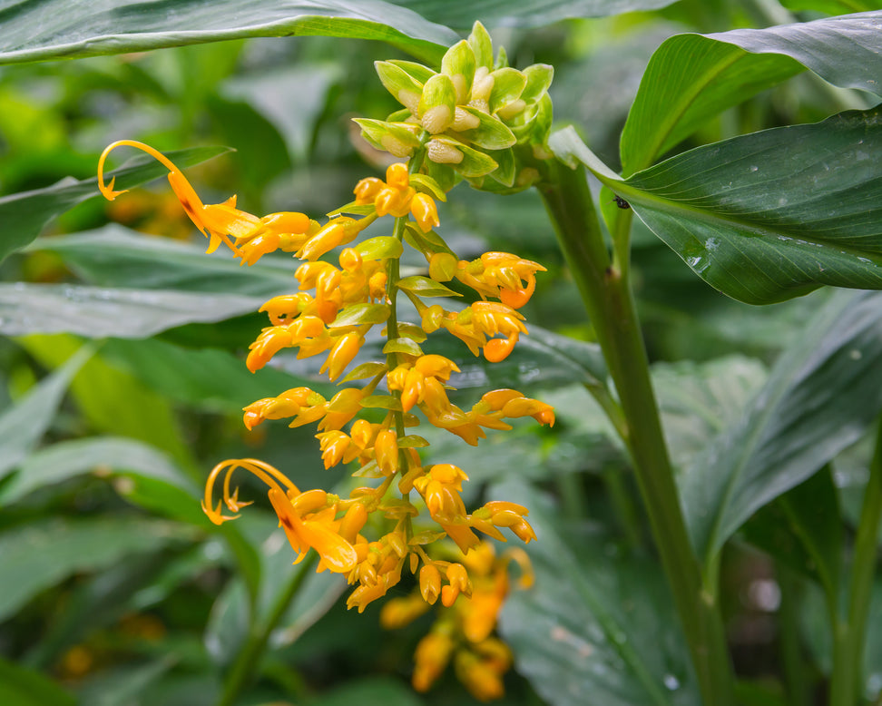 Globba 'Dancing Ladies'