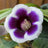 Gloxinia