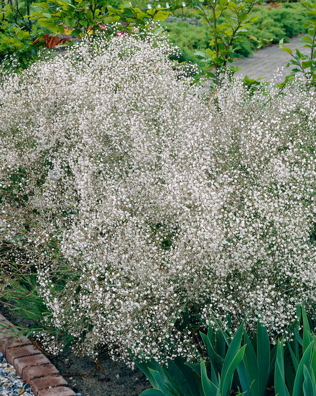 Gypsophila 'Bristol Fairy'