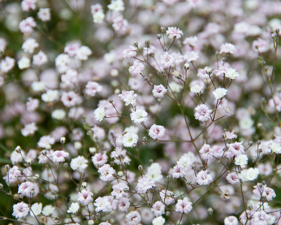 Gypsophila 'Bristol Fairy'