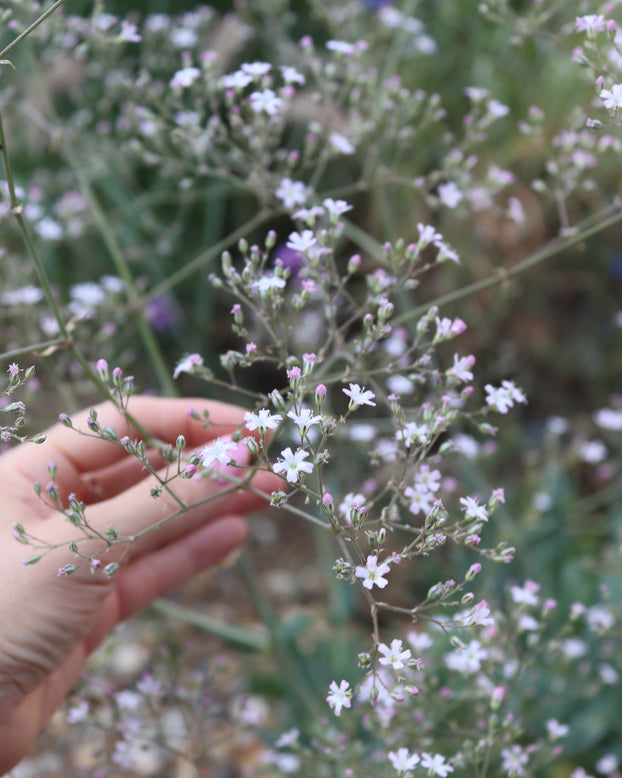 Gypsophila pacifica