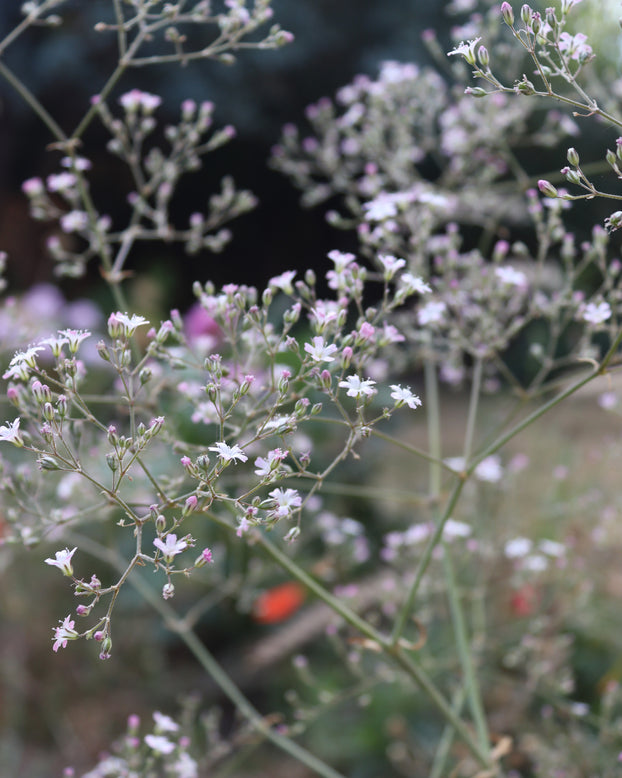 Gypsophila pacifica