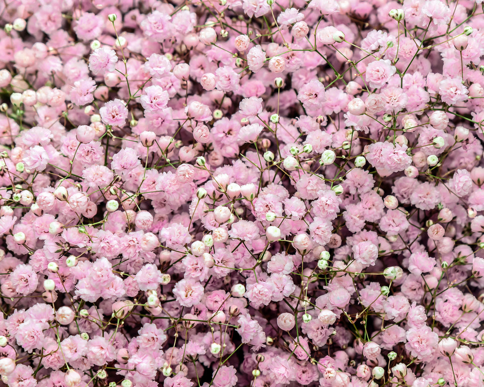 Gypsophila pacifica