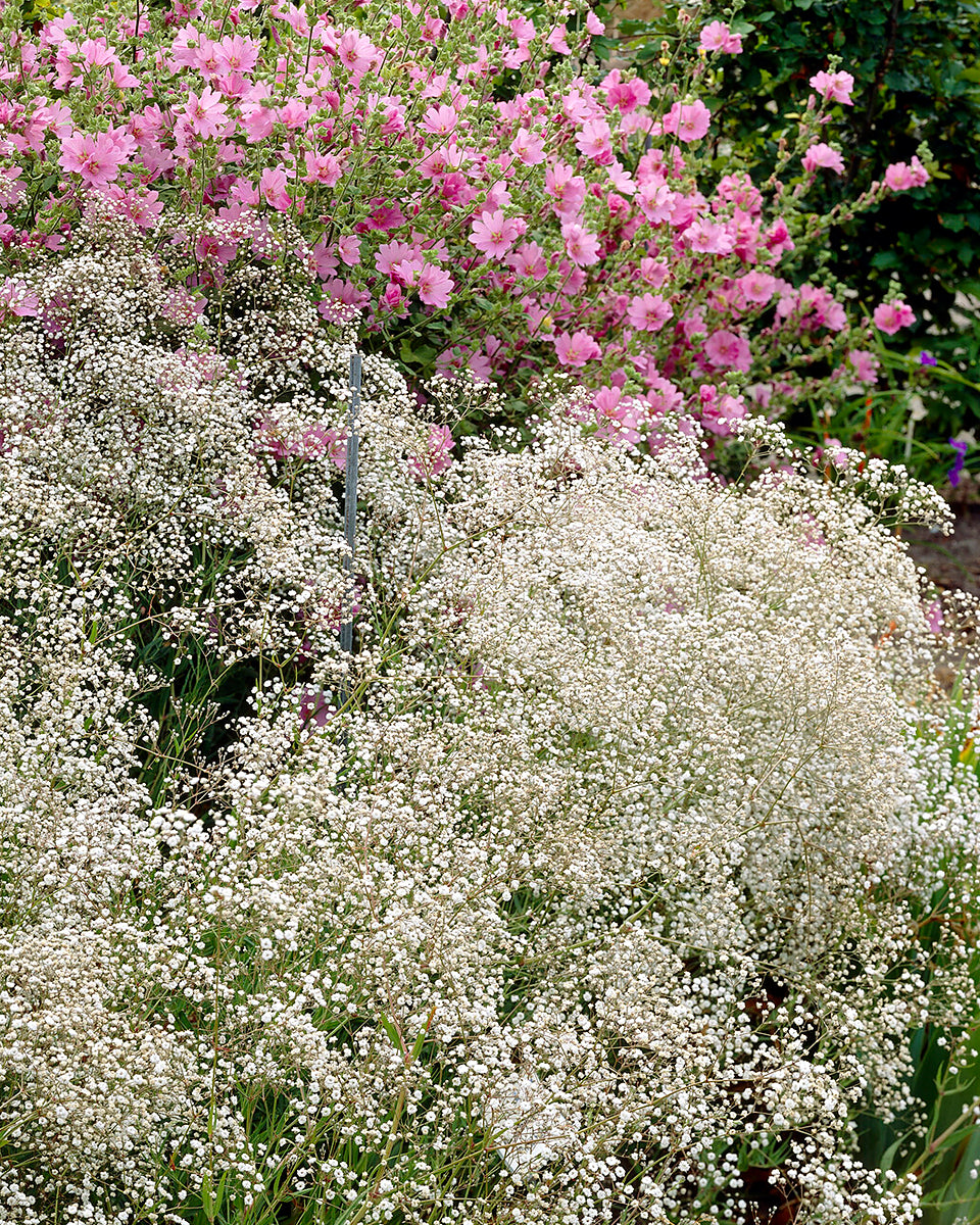 Gypsophila Paniculata baby s Breath Bare Roots Buy Online At Farmer gypsophila-paniculata-baby-s-breath-bare-roots-buy-online-at-farmer