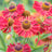 Helenium