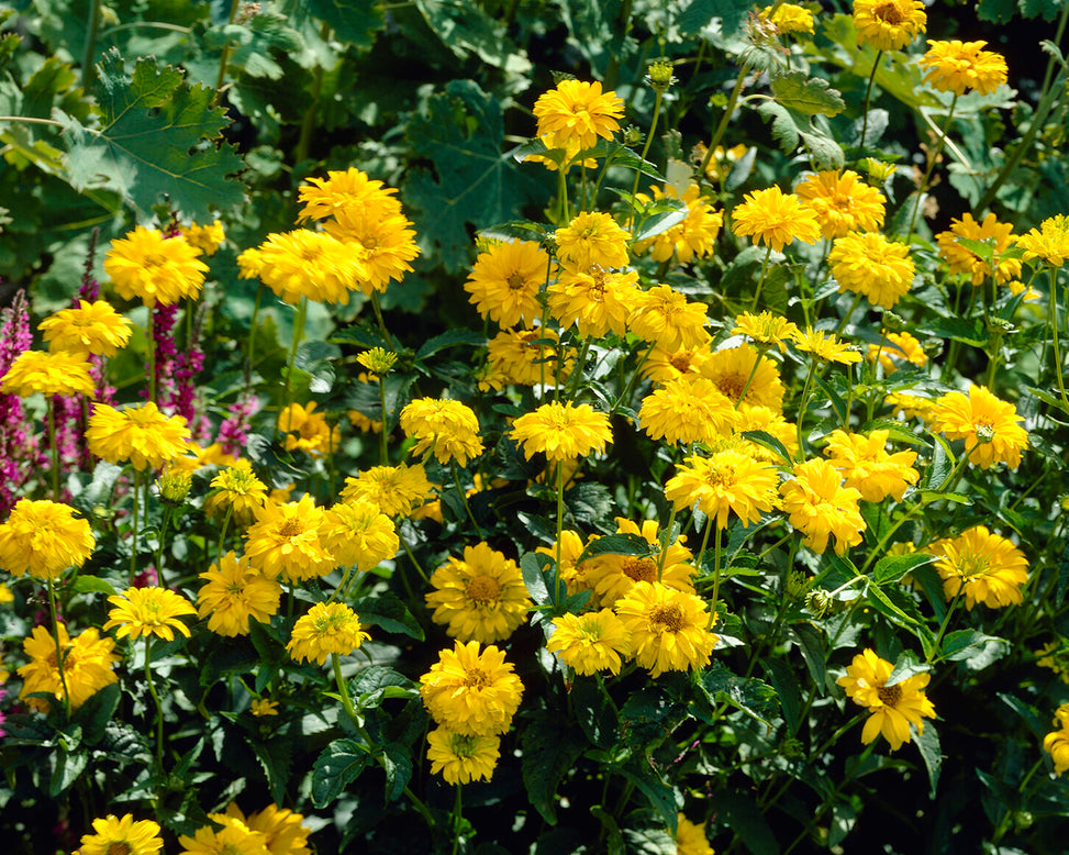 Heliopsis scabra