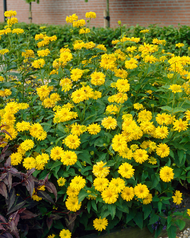 Heliopsis scabra