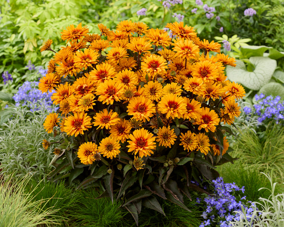 Heliopsis 'Sizzling Summer'