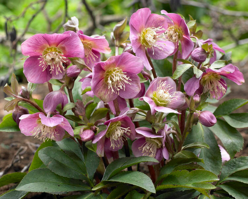 Helleborus 'Amor'
