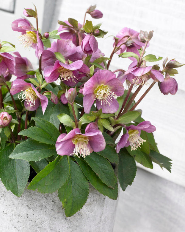 Helleborus 'Amor'