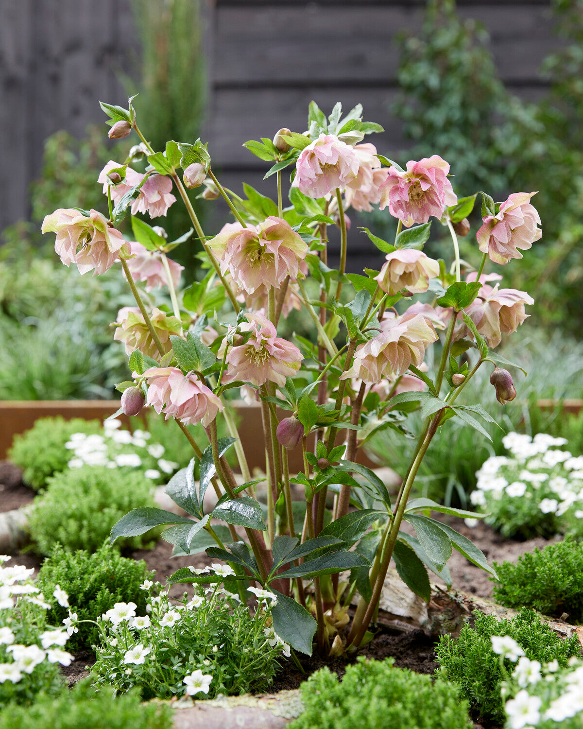 Helleborus × hybridus 'Double Ellen Picotee' — Buy hybrid Lenten roses ...