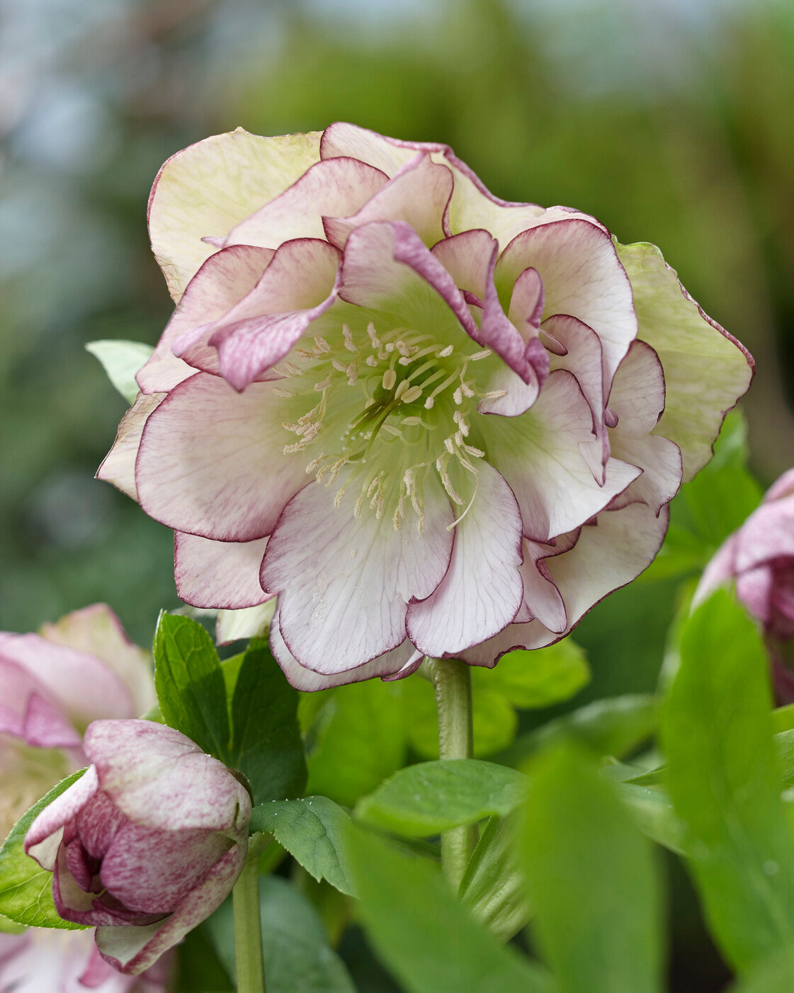 Helleborus × hybridus 'Double Ellen Picotee' — Buy hybrid Lenten roses ...