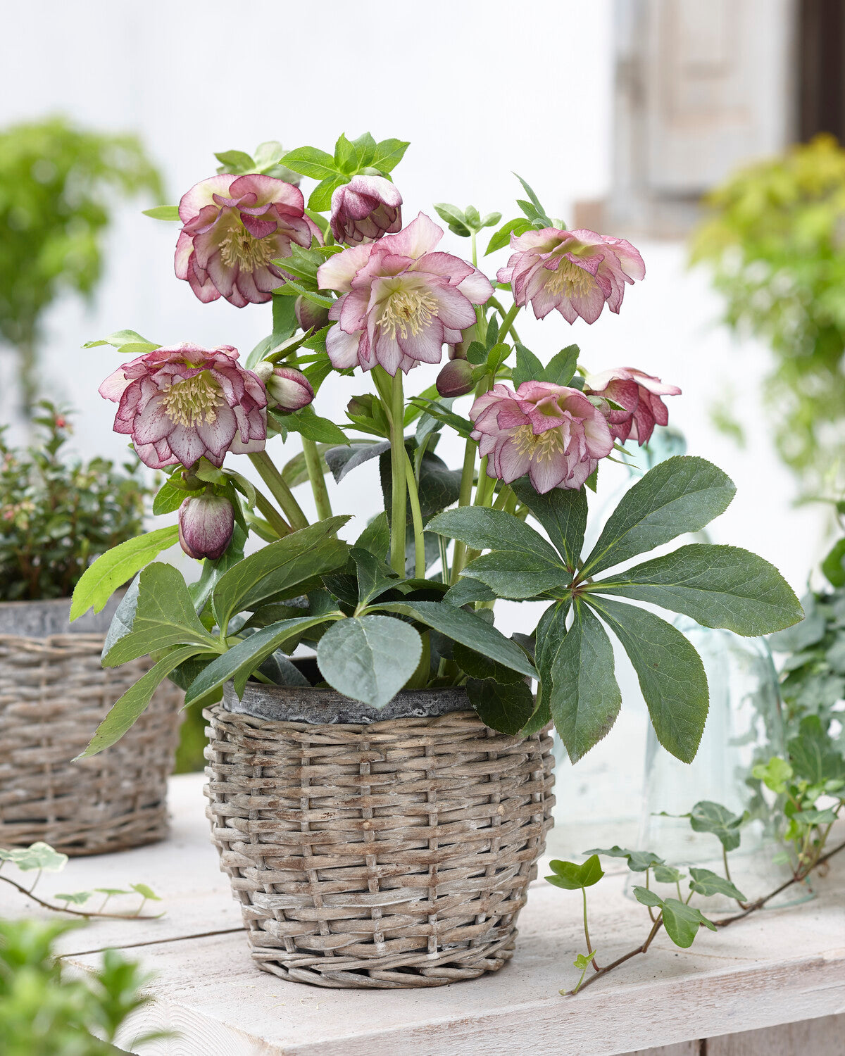 Helleborus × hybridus 'Double Ellen Picotee' — Buy hybrid Lenten roses ...