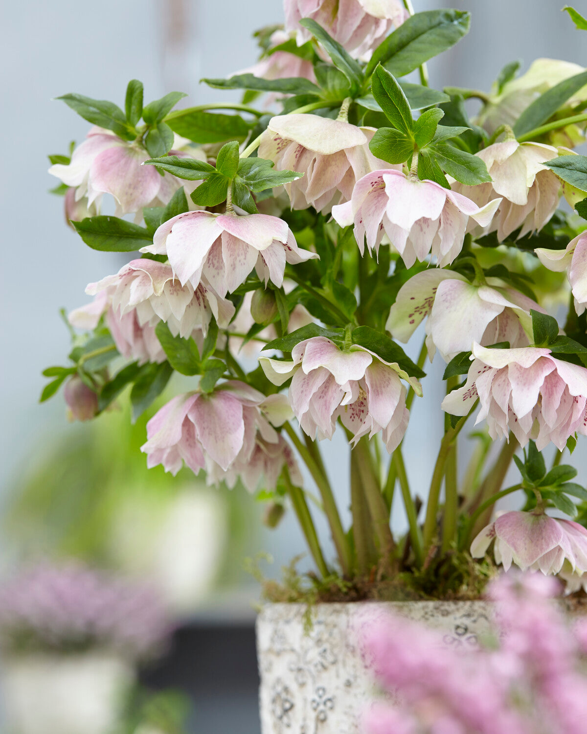 Helleborus × hybridus 'Double Ellen Pink Spotted' | Buy hybrid Lenten ...
