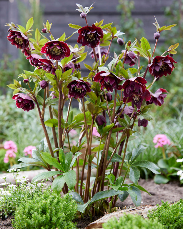 Helleborus 'Double Ellen Purple'