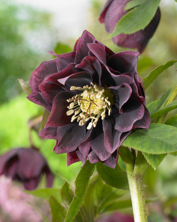 Helleborus 'Double Ellen Purple'