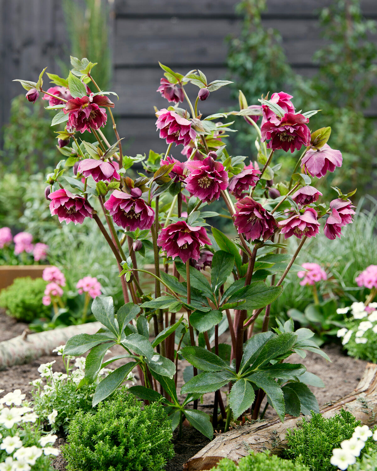 Ellen's Red Rocks Roses Helleborus × hybridus 'Double Ellen Red' | Buy hybrid Lenten roses ...