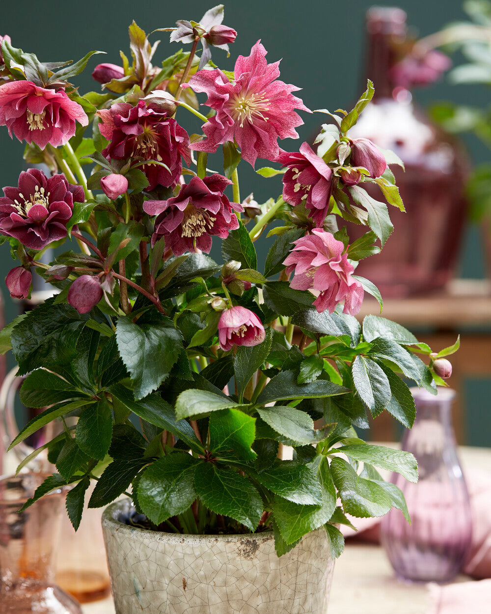 Ellen's Red Rocks Roses Helleborus × hybridus 'Double Ellen Red' | Buy hybrid Lenten roses ...