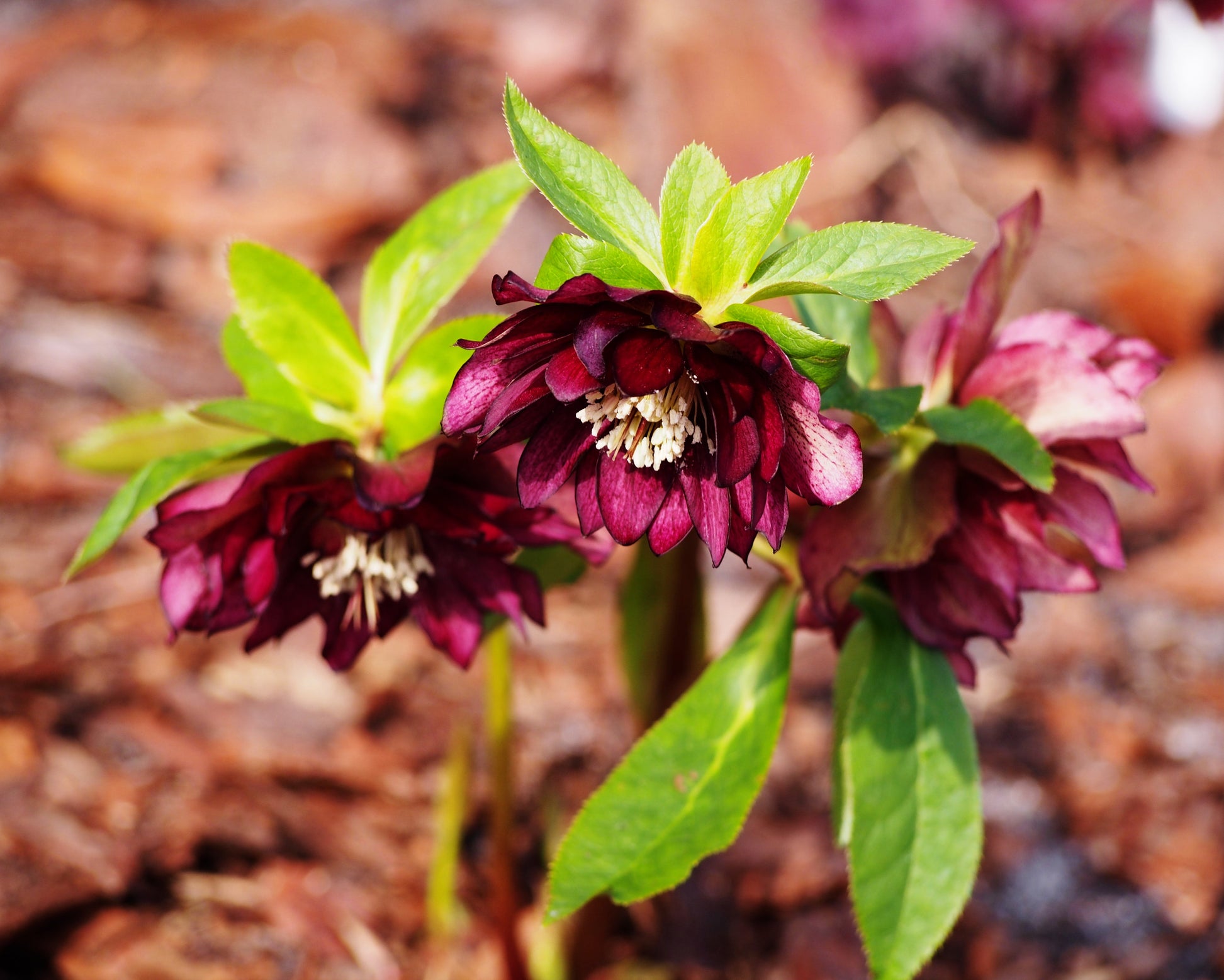 Helleborus × hybridus 'Double Ellen Red' — Buy hybrid Lenten roses ...