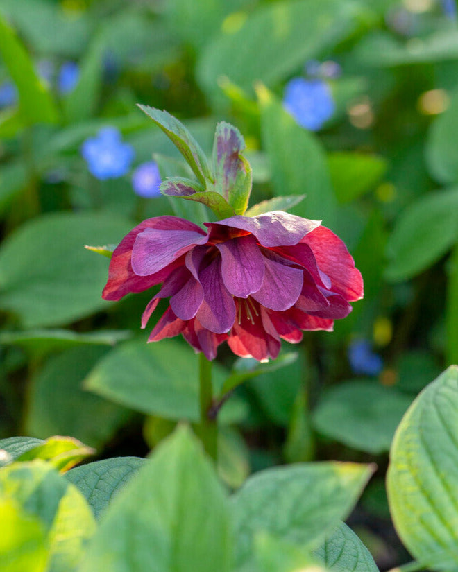 Ellen's Red Rocks Roses Helleborus × hybridus 'Double Ellen Red' | Buy hybrid Lenten roses ...