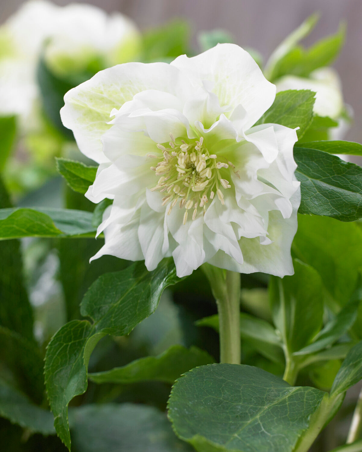 Helleborus × hybridus 'Double Ellen White' — Buy hybrid Lenten roses ...