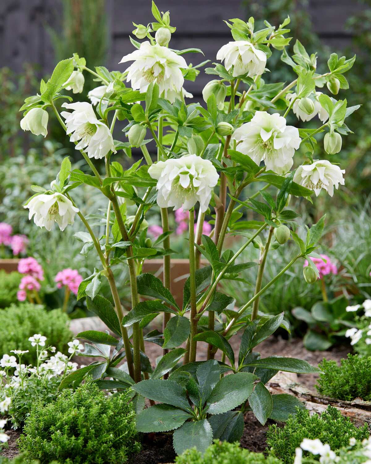 Helleborus × hybridus 'Double Ellen White' — Buy hybrid Lenten roses ...