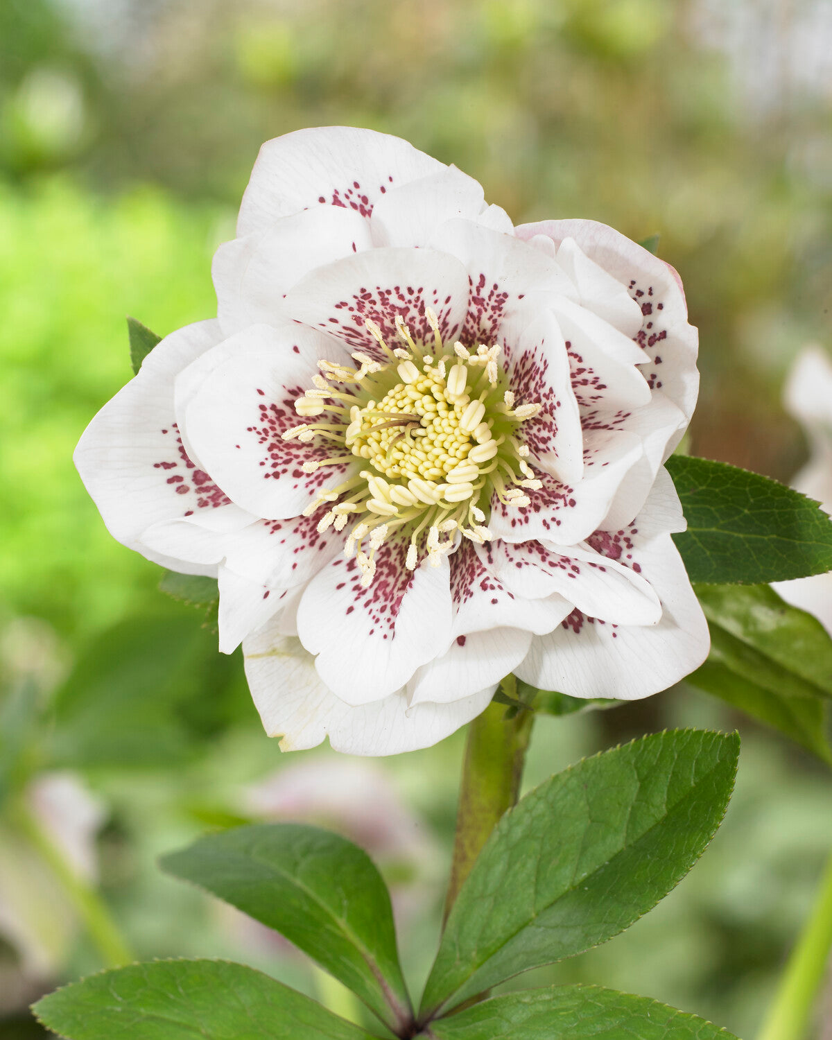 Hellebores Rhs Helleborus × hybridus 'Double Ellen White Spotted' | Buy hybrid Lenten ...