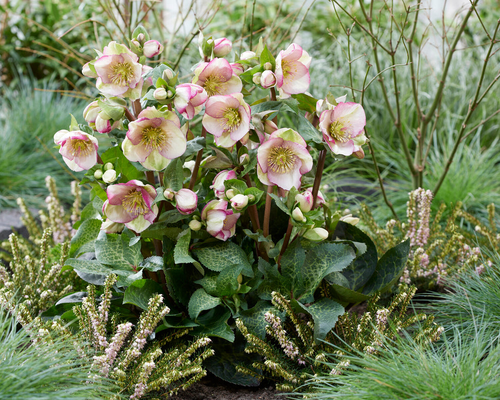 Helleborus 'Glenda's Gloss'