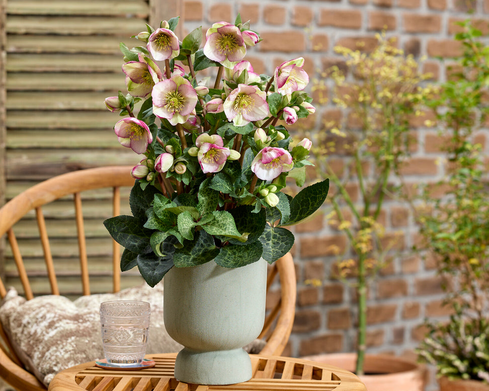 Helleborus 'Glenda's Gloss'