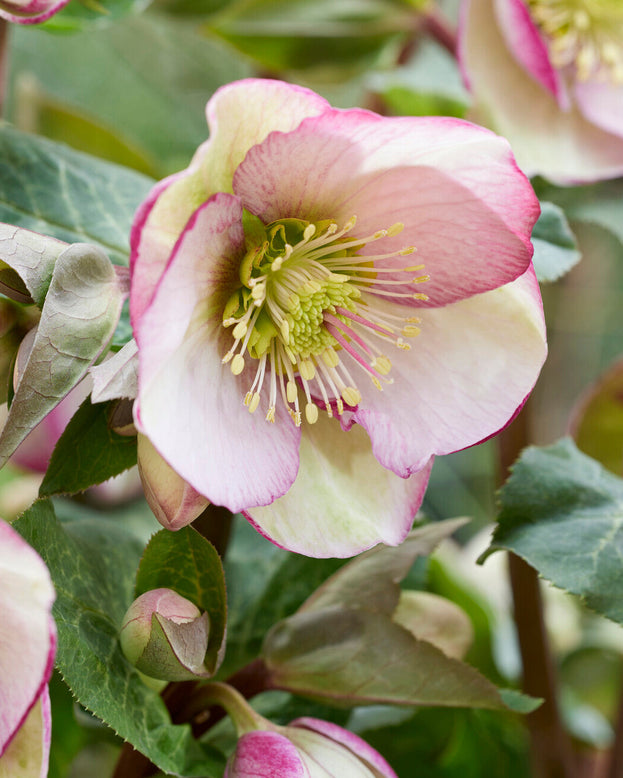 Helleborus 'Pirouette'