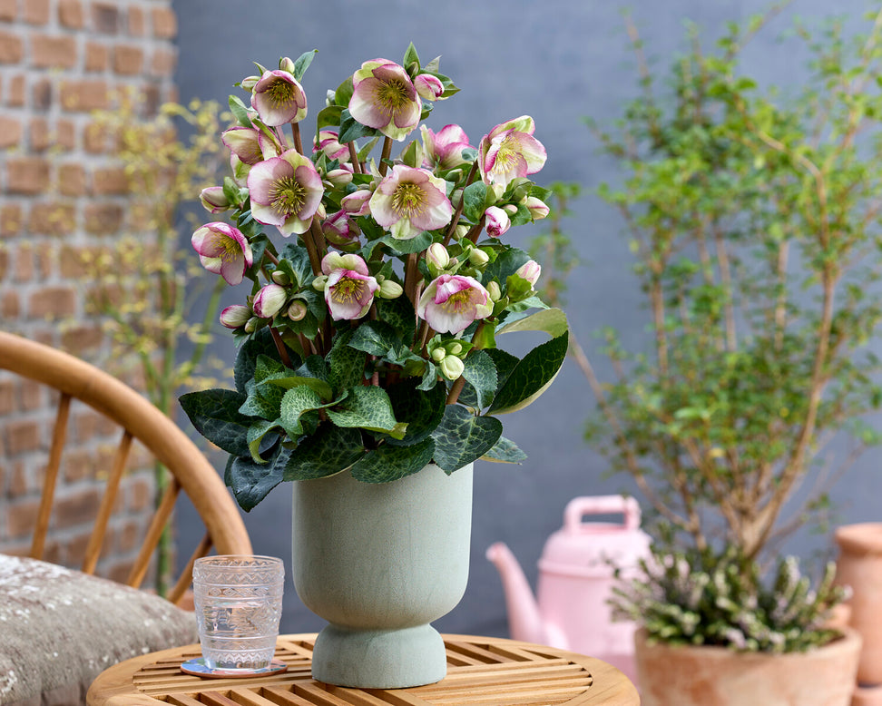 Helleborus 'Glenda's Gloss'