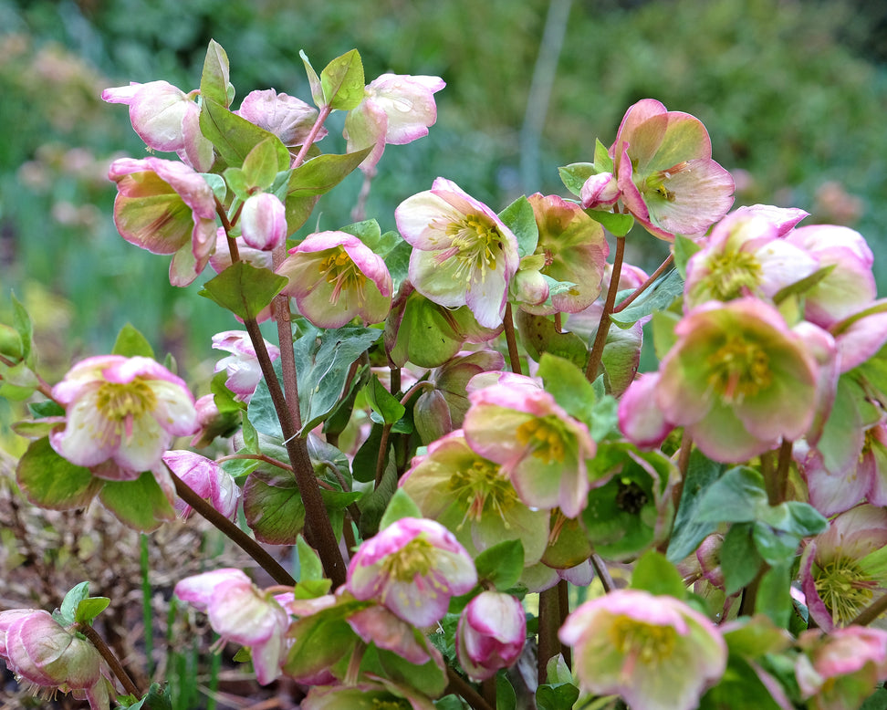 Helleborus 'Glenda's Gloss'