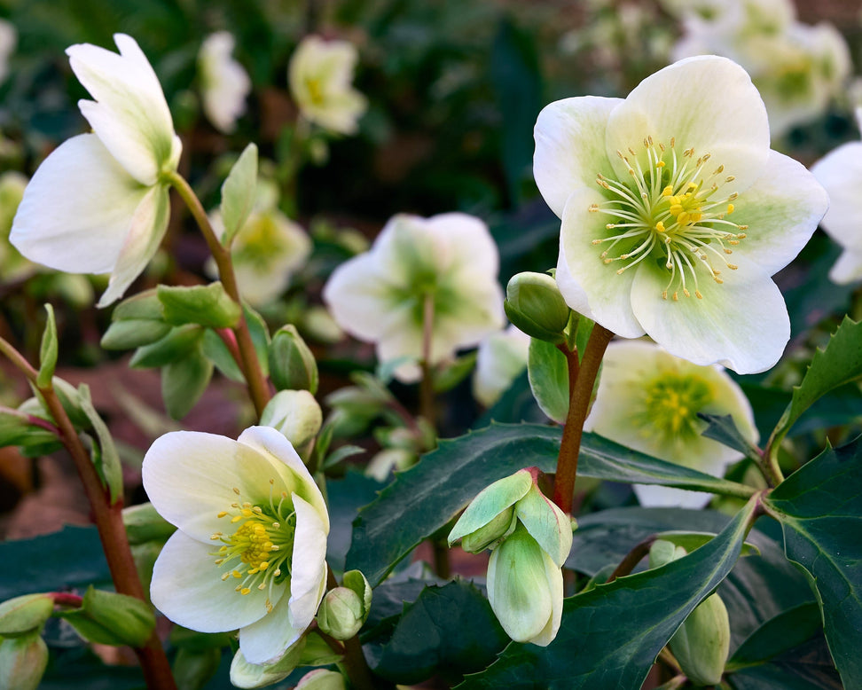 Helleborus niger