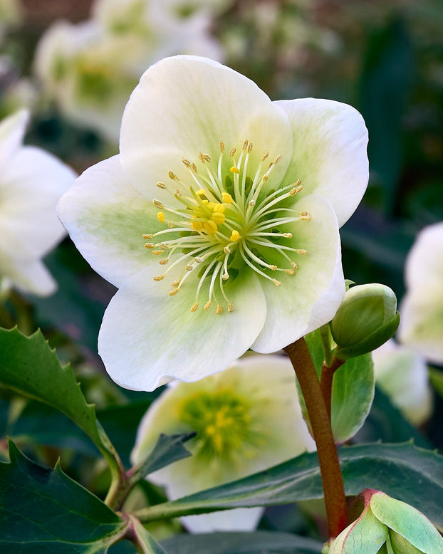 Helleborus niger