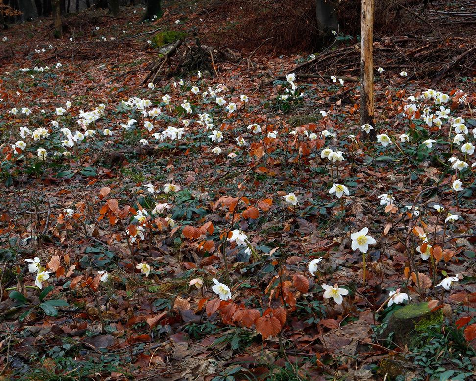 Helleborus niger