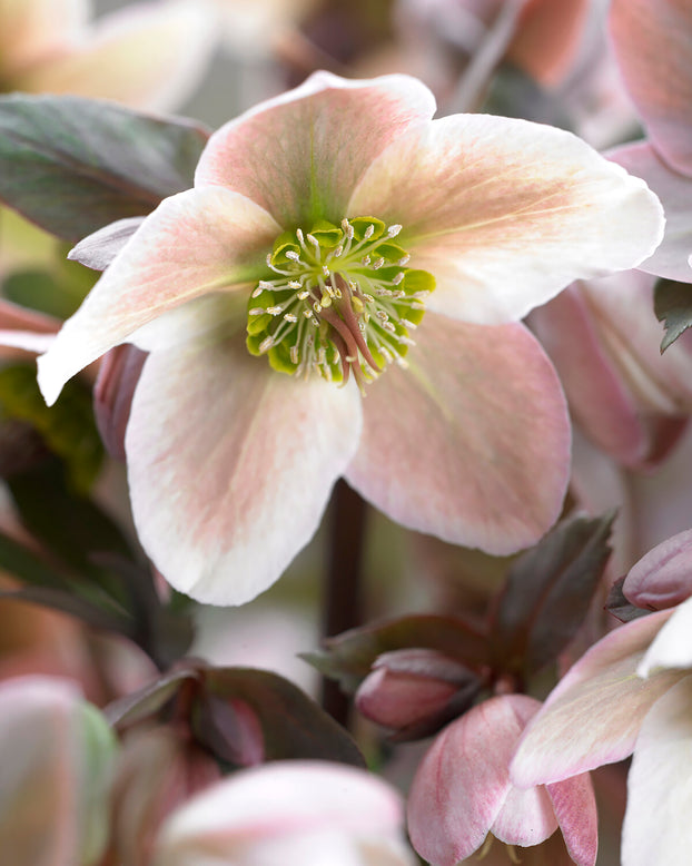 Helleborus 'Pirouette'
