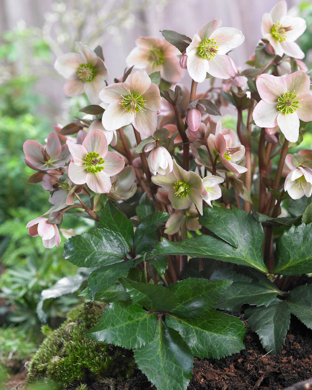 Helleborus 'Pirouette'