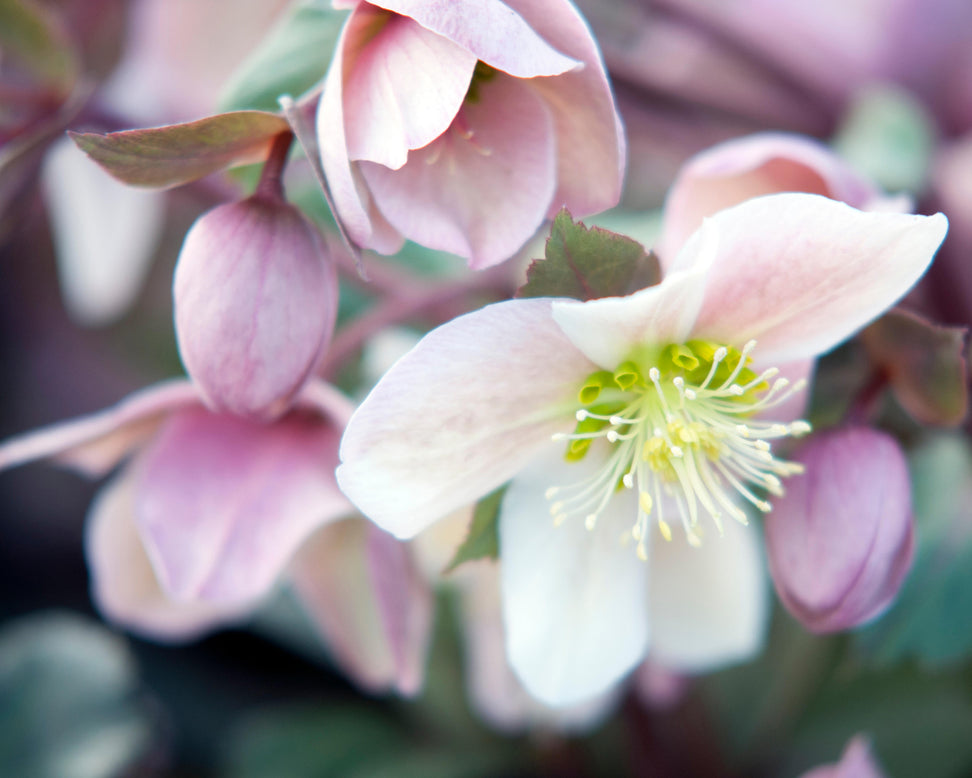 Helleborus 'Pirouette'