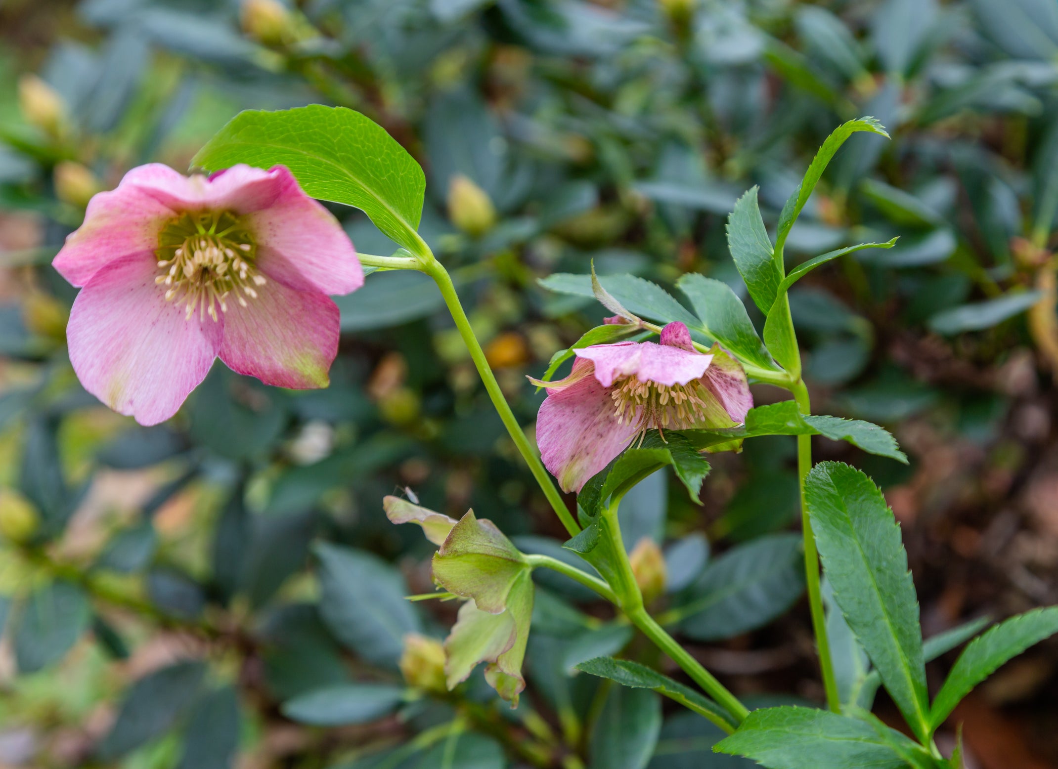 Helleborus × hybridus 'Pretty Ellen Pink' | Buy hybrid Lenten roses ...