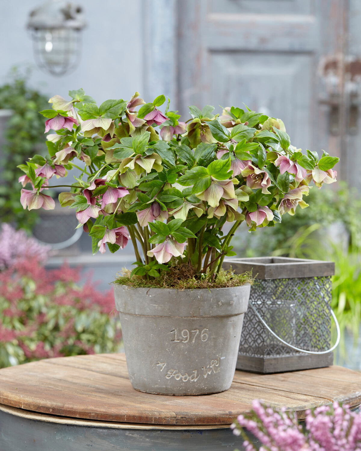Ellen's Red Rocks Roses Helleborus × hybridus 'Pretty Ellen Red' | Buy hybrid Lenten roses ...