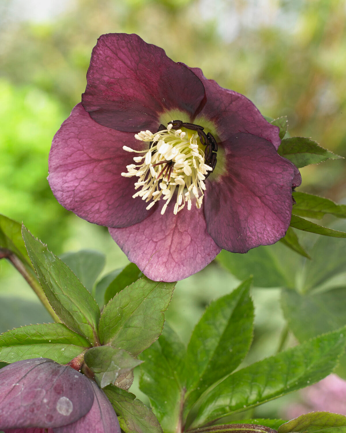 Ellen's Red Rocks Roses Helleborus × hybridus 'Pretty Ellen Red' | Buy hybrid Lenten roses ...