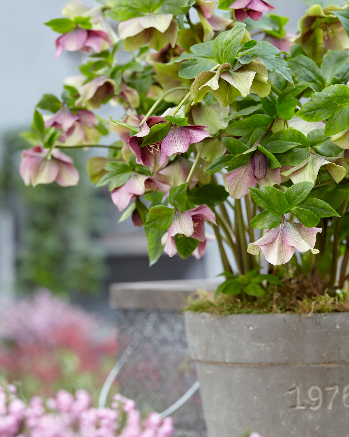 Ellen's Red Rocks Roses Helleborus × hybridus 'Pretty Ellen Red' — Buy hybrid Lenten roses ...